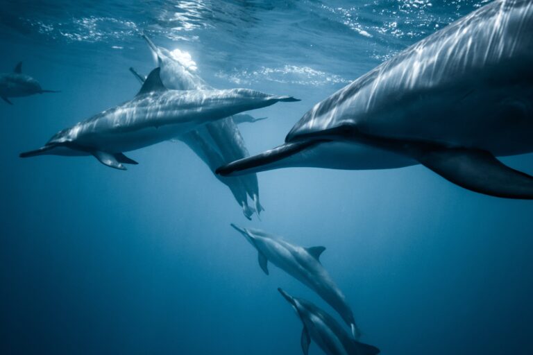 The Imperilled Fate of Dolphins: A Plea for the Protection of Our Marine Companions