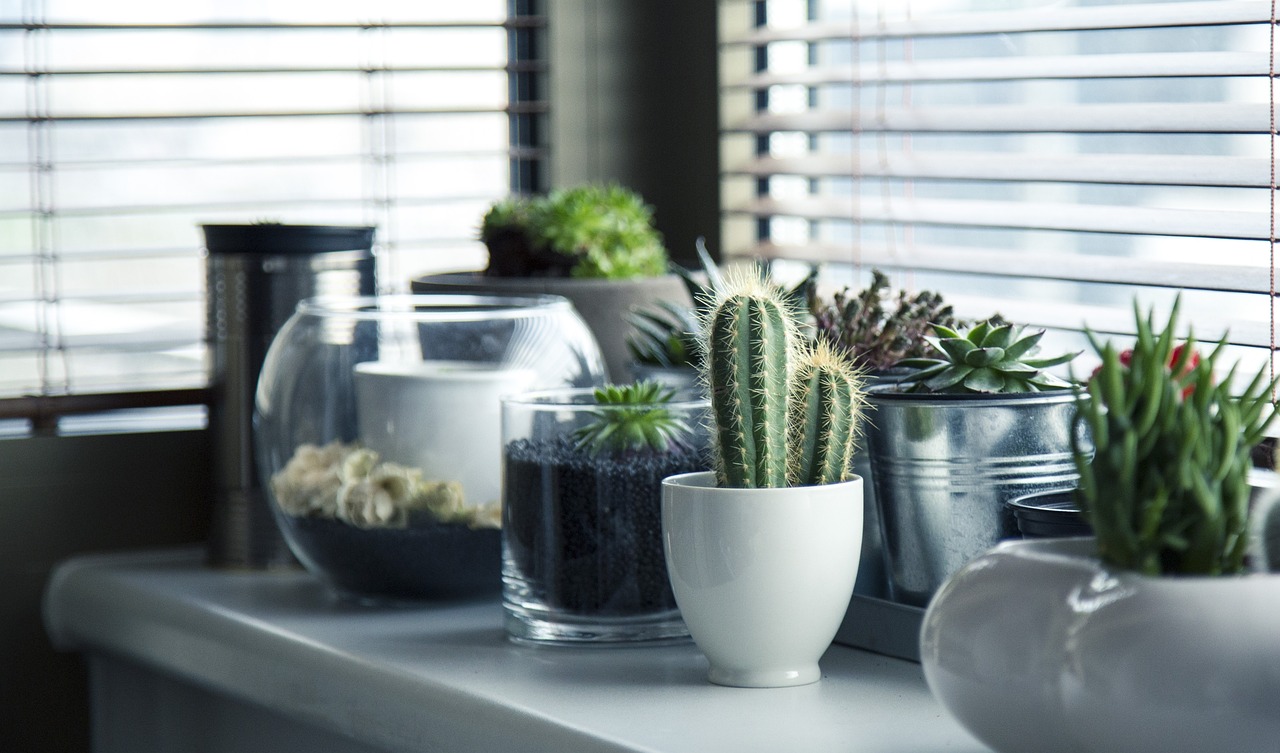 A Guide to Indoor Plants: Brightening Your Space Naturally